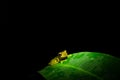 Dendropsophus bifurcus or upper amazon tree frog in the rainforest sitting on a bright green leaf