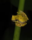 Dendropsophus ebraccatus, also known as the hourglass treefrog or pantless treefrog Royalty Free Stock Photo