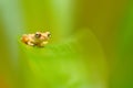 Dendropsophus microcephalus, Small-headed Tree frog sitting on the green leaves in the nature forest habitat, Costa Rica. Rare ani Royalty Free Stock Photo