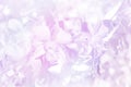 Denerobium orchids garden background.