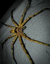 A dengerous spider Royalty Free Stock Photo