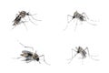 Dengue Host Royalty Free Stock Photo