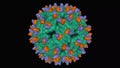 Cryo-EM structure of Dengue virus strain green complexed with human antibody brown and violet