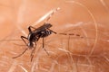 Dengue, zika and chikungunya fever mosquito aedes aegypti bitting human skin
