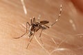 Dengue, zika and chikungunya fever mosquito aedes aegypti Royalty Free Stock Photo