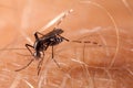 Dengue, zika and chikungunya fever mosquito aedes aegypti on human skin