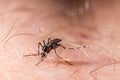 Dengue, zika and chikungunya fever mosquito aedes albopictus bitting human skin