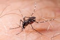 Dengue, zika and chikungunya fever mosquito aedes albopictus bitting human skin Royalty Free Stock Photo