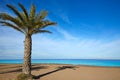 Denia Las Marinas beach palm trees in Spain