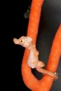 Denise pygmy seahorse