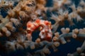 Denise Pygmy Seahorse Hippocampus denise