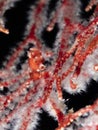 DeniseÃ¢â¬â¢s pygmy seahorse, Hippocampus denise. Misool, Raja Ampat, Indonesia