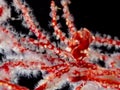 DeniseÃ¢â¬â¢s pygmy seahorse, Hippocampus denise. Misool, Raja Ampat, Indonesia