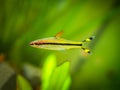 Denison barb Sahyadria denisonii isolated on a fish tank Royalty Free Stock Photo
