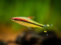 Denison barb Sahyadria denisonii isolated on a fish tank with blurred background Royalty Free Stock Photo