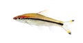 Denison barb, Sahyadria denisonii, isolated Royalty Free Stock Photo