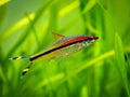 Denison barb Sahyadria denisonii swimming on a fish tank with blurred background Royalty Free Stock Photo