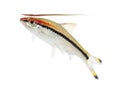 Denison barb surfacing, fish, Sahyadria denisonii, isolated Royalty Free Stock Photo