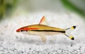 Denisons barb Roseline Shark Sahyadria denisonii red-line torpedo barb Royalty Free Stock Photo