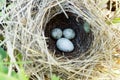 Sylvia communis. The nest of the Whitethroat in nature. Common C