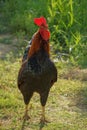 Denizli rooster hen crowing and looking at camera Royalty Free Stock Photo