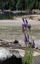 Purple flowers growing on the sandstone, Denman Island, BC