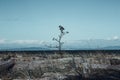 Denman Island, Vancouver Island, British Columbia, Canada: the typical beach atmosphere; driftwood on the gravel sand and Royalty Free Stock Photo