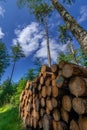 Denmark, Aarhus, 22-07-2021- Logging industry. The timber is used for wood pellets, bark chips