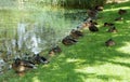 Denmark, Copenhagen, Faelledparken, duck family on the shore pond with duckweed Royalty Free Stock Photo