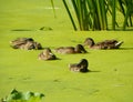 Denmark, Copenhagen, Faelledparken, duck family in the water pond with duckweed Royalty Free Stock Photo