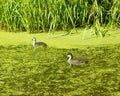 Denmark, Copenhagen, Faelledparken, duck family in the water pond with duckweed Royalty Free Stock Photo