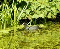 Denmark, Copenhagen, Faelledparken, duck in the water pond with duckweed Royalty Free Stock Photo