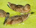 Denmark, Copenhagen, Faelledparken, three ducks in a water pond with duckweed Royalty Free Stock Photo