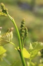 Denmark,Fiona, vineyard. Royalty Free Stock Photo