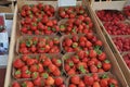 Denmark home grown strawberry in Kastrup Denamrk