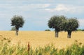 Denmark- Panoramic Landscape of Fields and Trees