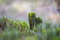 Dennenwolfsklauw, Fir Clubmoss, Huperzia selago