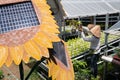 DENPASAR,BALI-AUG 29 2020: a hydroponic farmer is harvesting vegetables in his garden. The garden uses electricity from solar