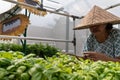 DENPASAR,BALI-AUG 29 2020: a hydroponic farmer is harvesting vegetables in his garden. The garden uses electricity from solar