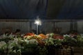 The vegetables are ready to be displayed on the stall for sale Royalty Free Stock Photo