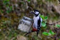 Denrocopus major great spotter woodpecker Royalty Free Stock Photo