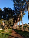 Dens alley of tall trees in EUR, Rome Royalty Free Stock Photo
