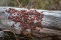 Dense accumulation of insects on the tree trunk Royalty Free Stock Photo