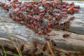 Dense accumulation of insects on the tree trunk Royalty Free Stock Photo