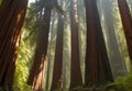 A dense and ancient redwood forest, with towering trees that seem to touch the sky.29.