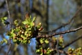 Dense apple tree flower buds growing on branch tip during spring season. Latin name Malus Domestica. Royalty Free Stock Photo