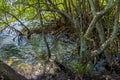 Dense aquatic vegetation typical of mangroves with their gnarled branches and roots