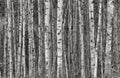 Monochrome Aspen Stems - High Density Royalty Free Stock Photo