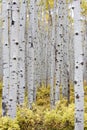 Dense aspen forest with yellow and gold leaves. Royalty Free Stock Photo