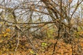 In the dense autumn forest